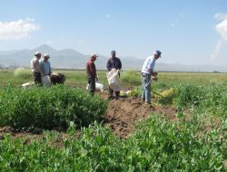 Yem Bezelyesi Projesi'nde başarı